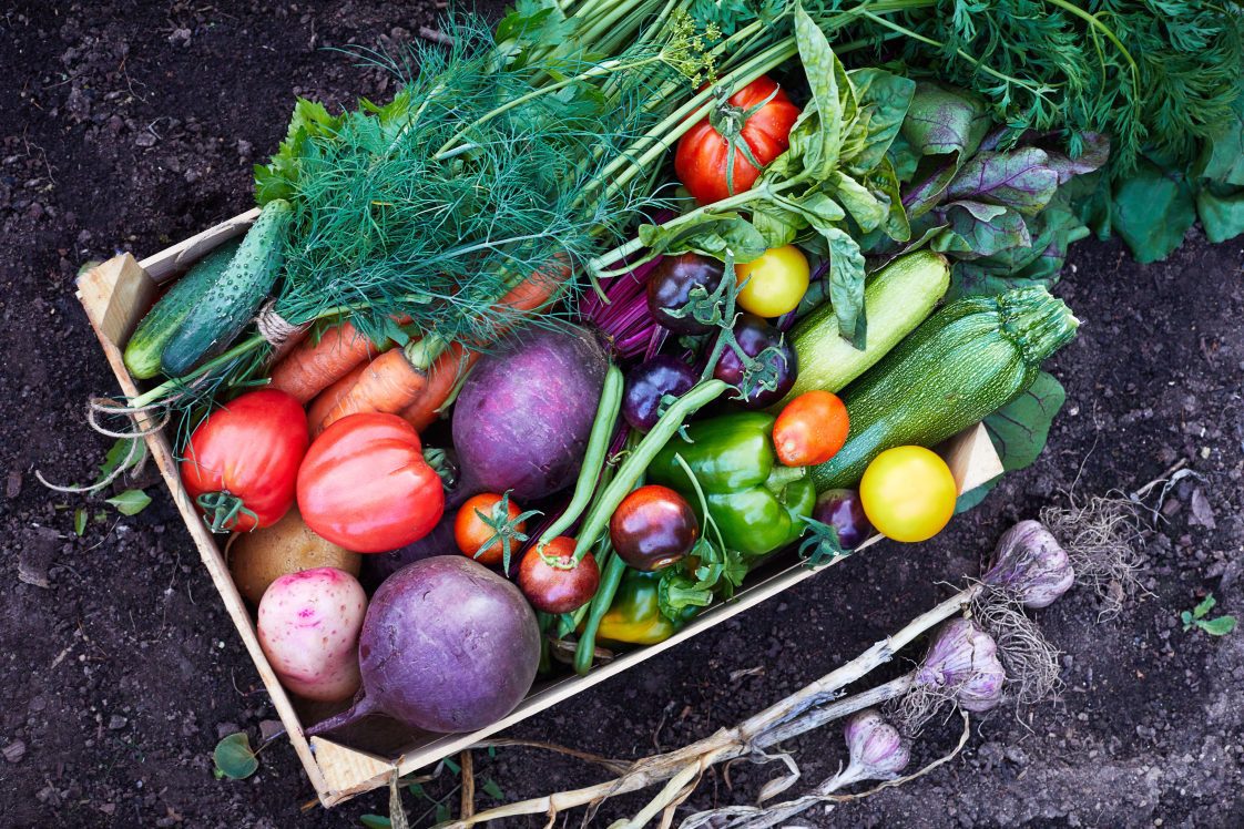 Harvesting Vegtables